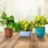 Buy Online Cocopeat Brick / Block